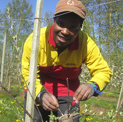 Rorisang Moliko grafts apple trees on a sunny day at Willow View Farms. From Lesotho, Rori is in Canada with MCC’s International Volunteer Exchange Program, learning new skills that he’ll take home with him. Photo: Cheryl Siemens